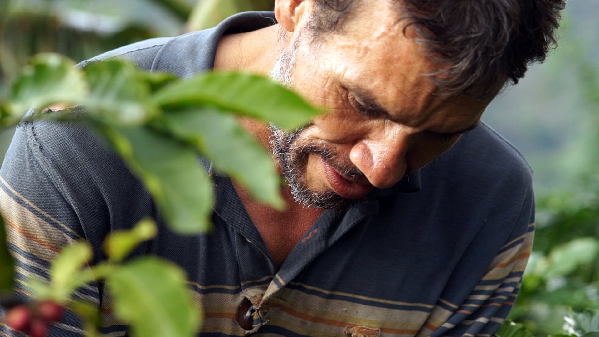 coffee farmer in the hand picking process