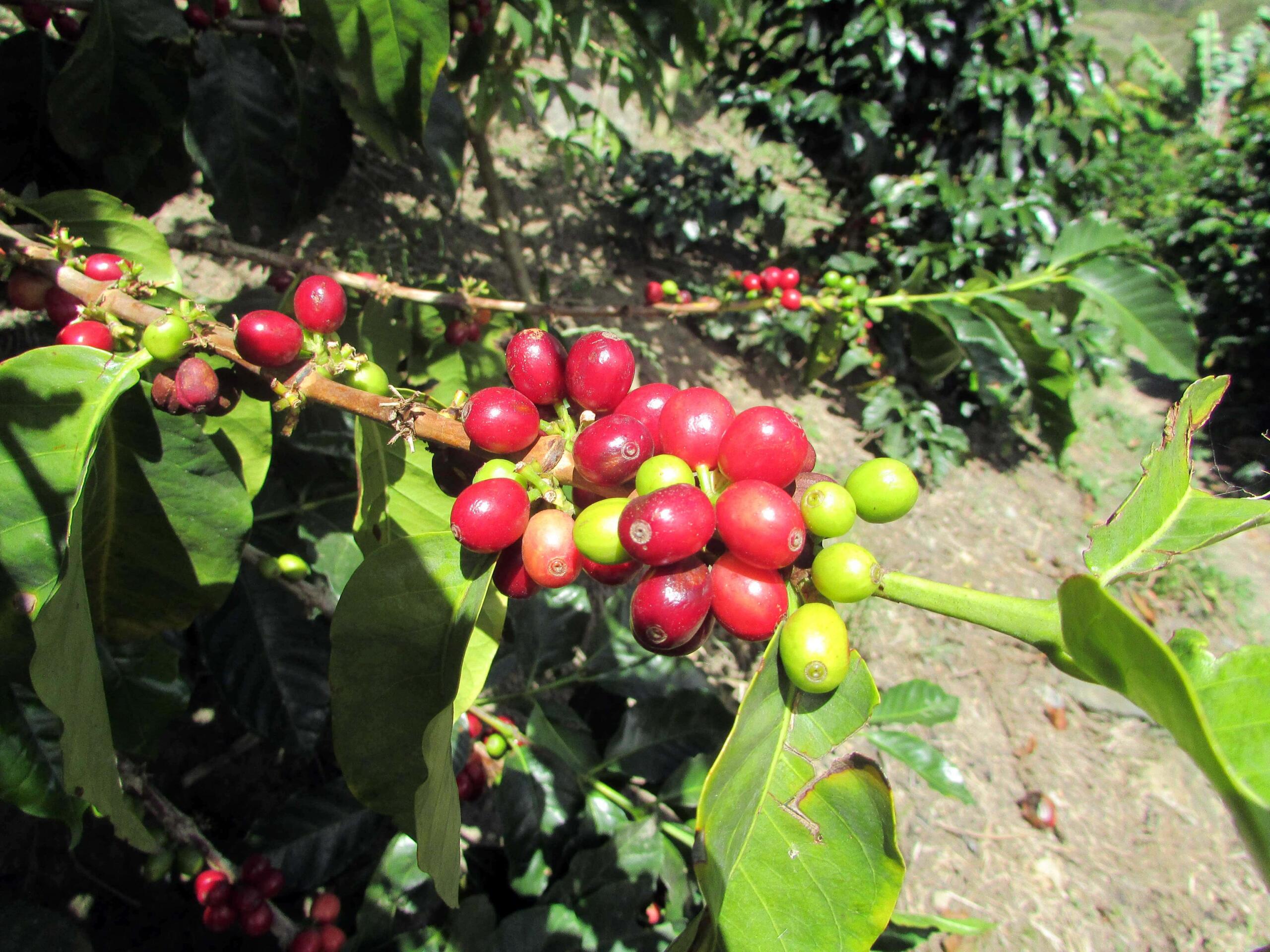 red coffee cherries growing on coffee plant in Colombia 
