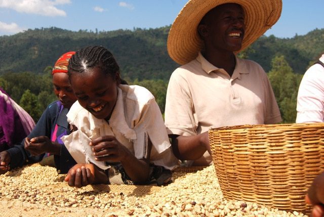 Ethiopia - hand sorting arabica coffee beans