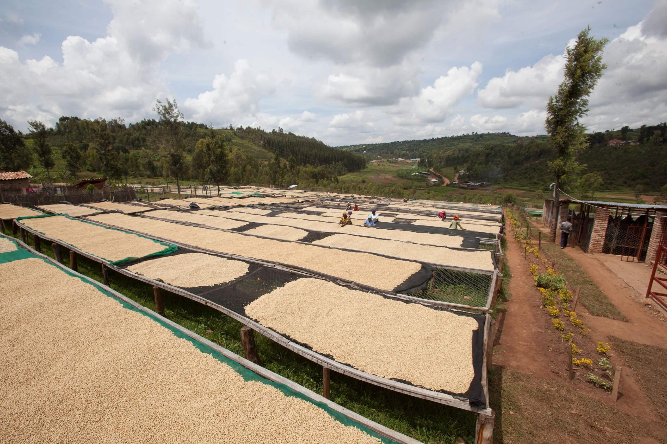 green coffee lying out on raised beds at a coffee farm