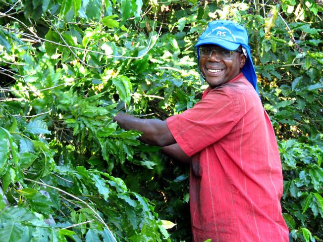 coffee farmer harvesting coffee cherries