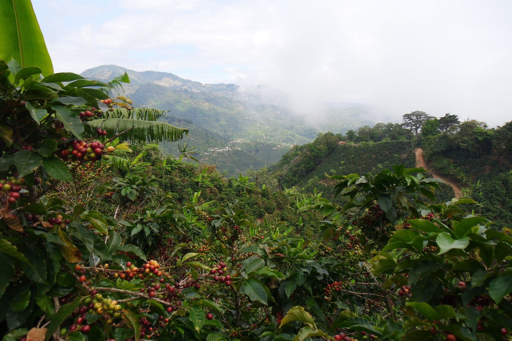 El Cipres Coffee Farm Costa Rica