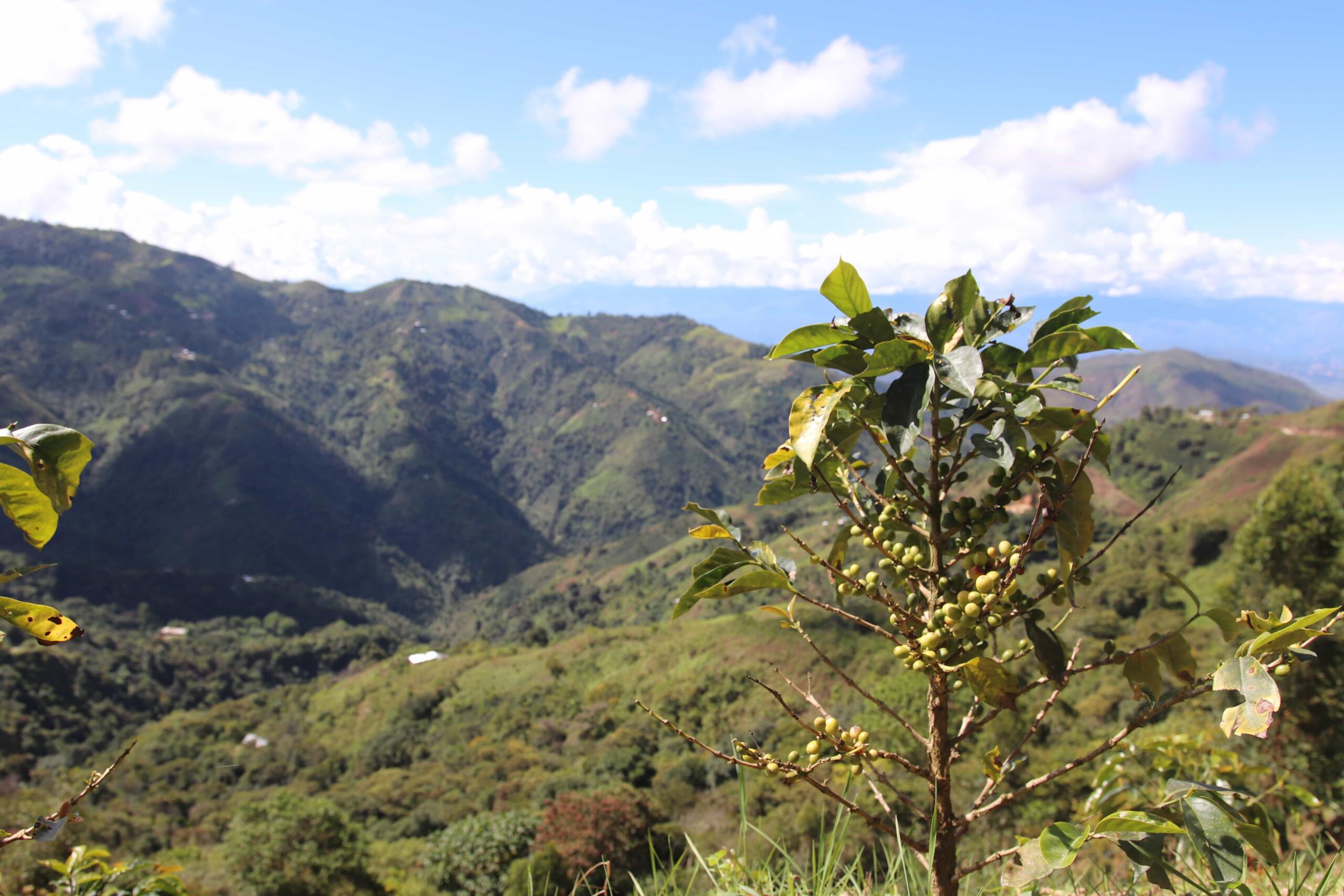 Landscape shot of coffee farm