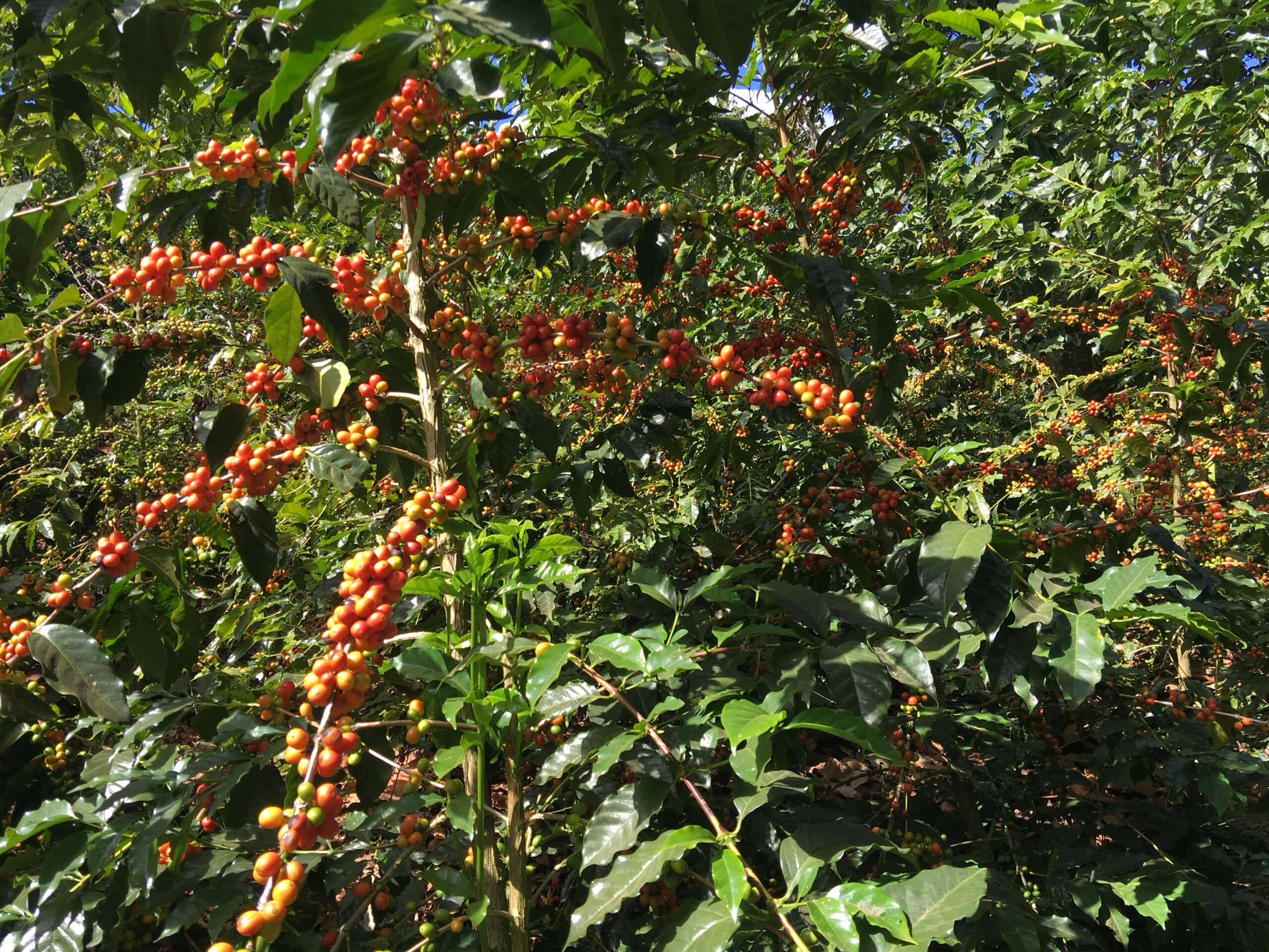 Coffee cherries growing 