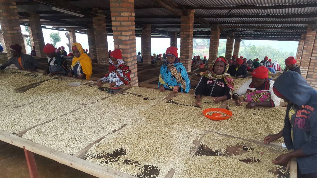 farmers working in a coffee farm in rwanda