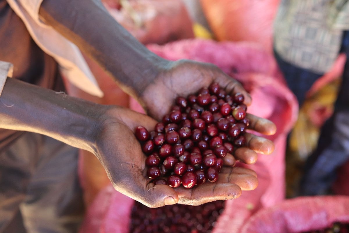 ethiopian coffee farmer holding hand picked coffee cherries in their hands