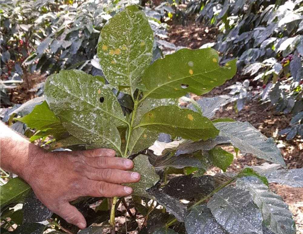holding coffee plant with leaf rust