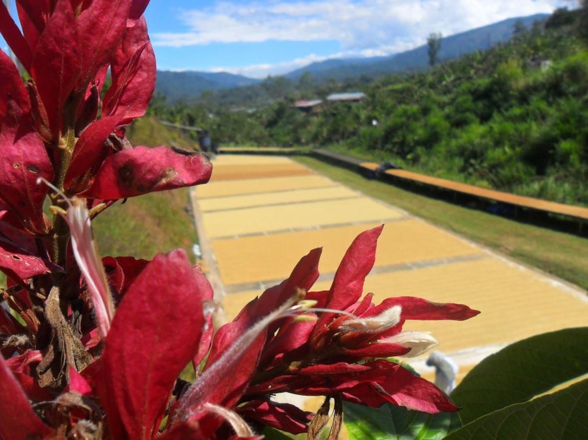 look over a plant to a coffee farm