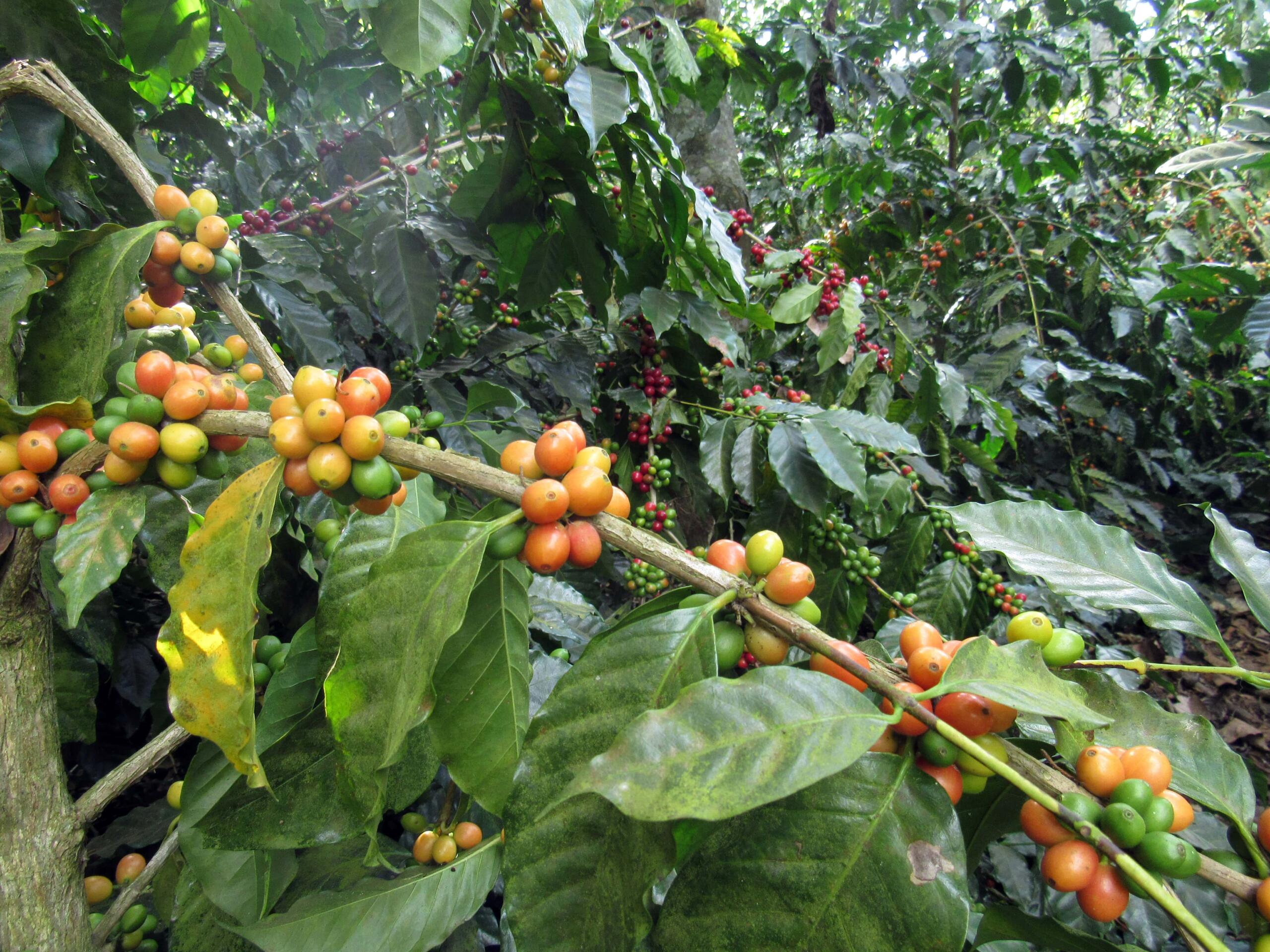 The Bourbon coffee variety growing on a tree