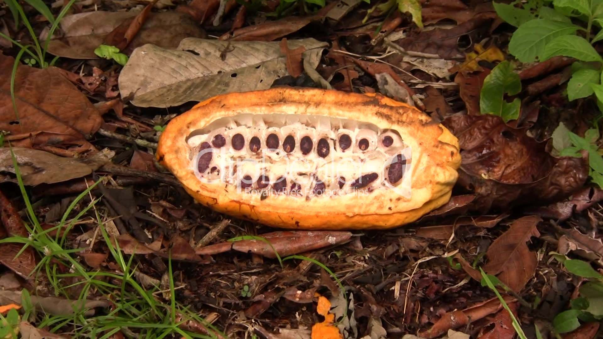an open cocoa bean