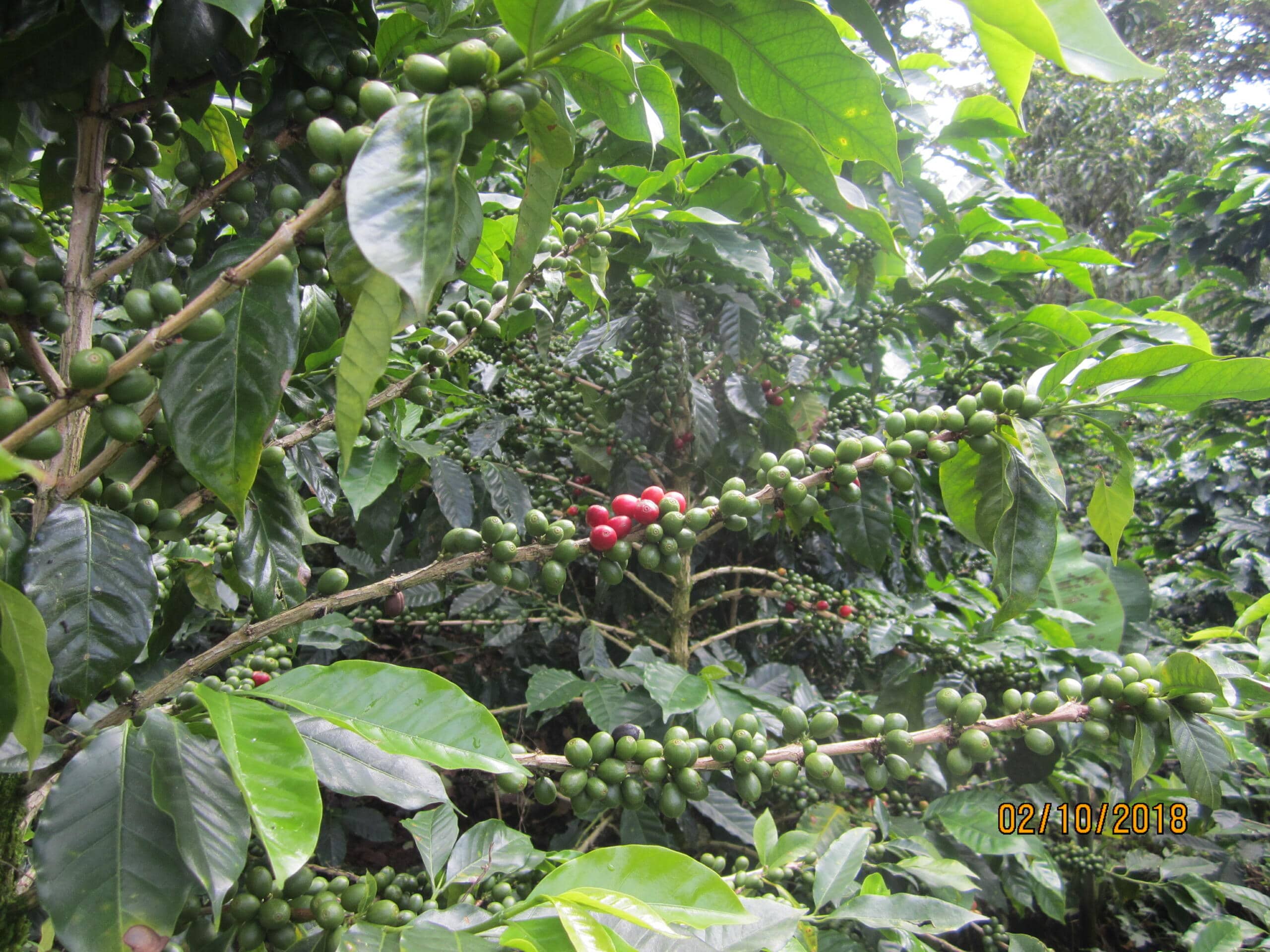 coffee cherries on coffee plant 