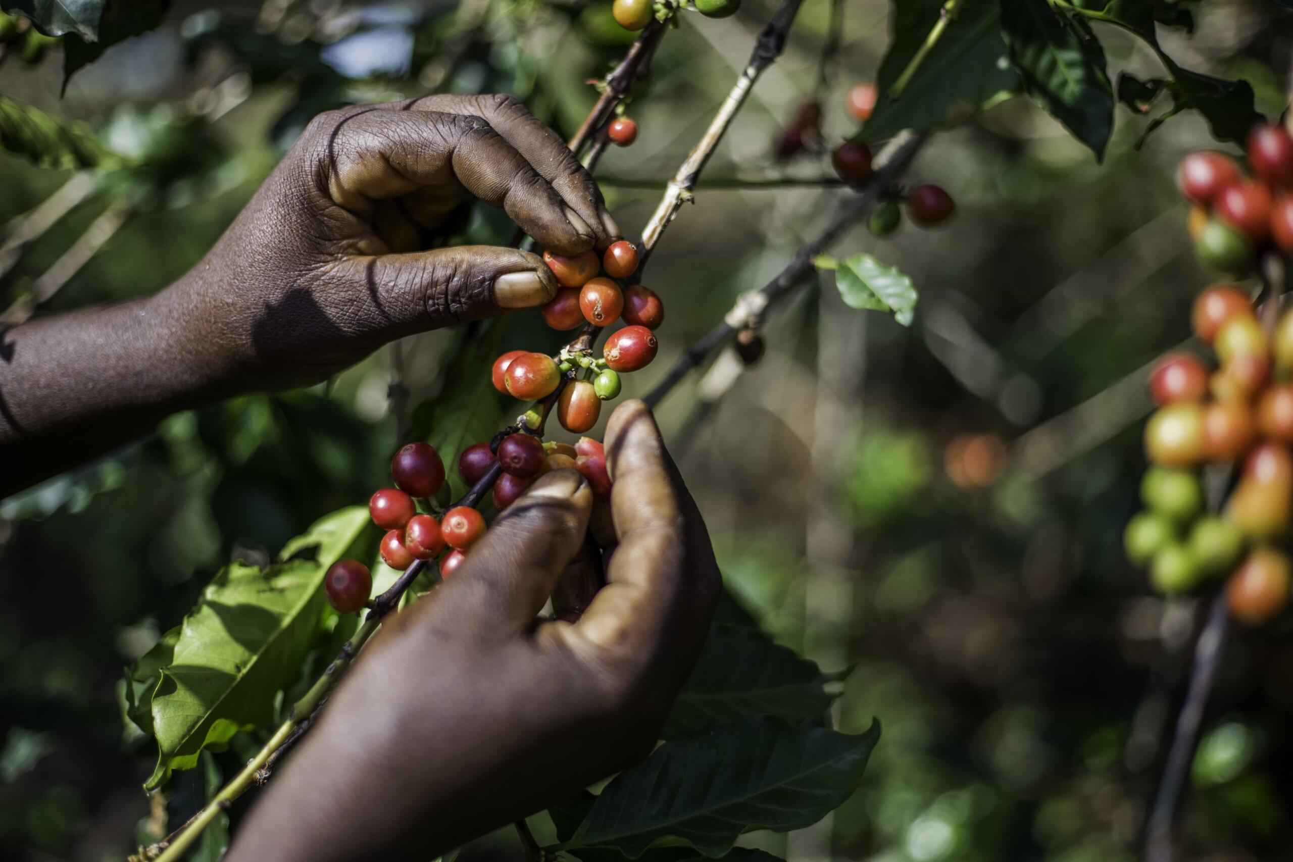 Close up of coffee farmer picking coffee cherries 