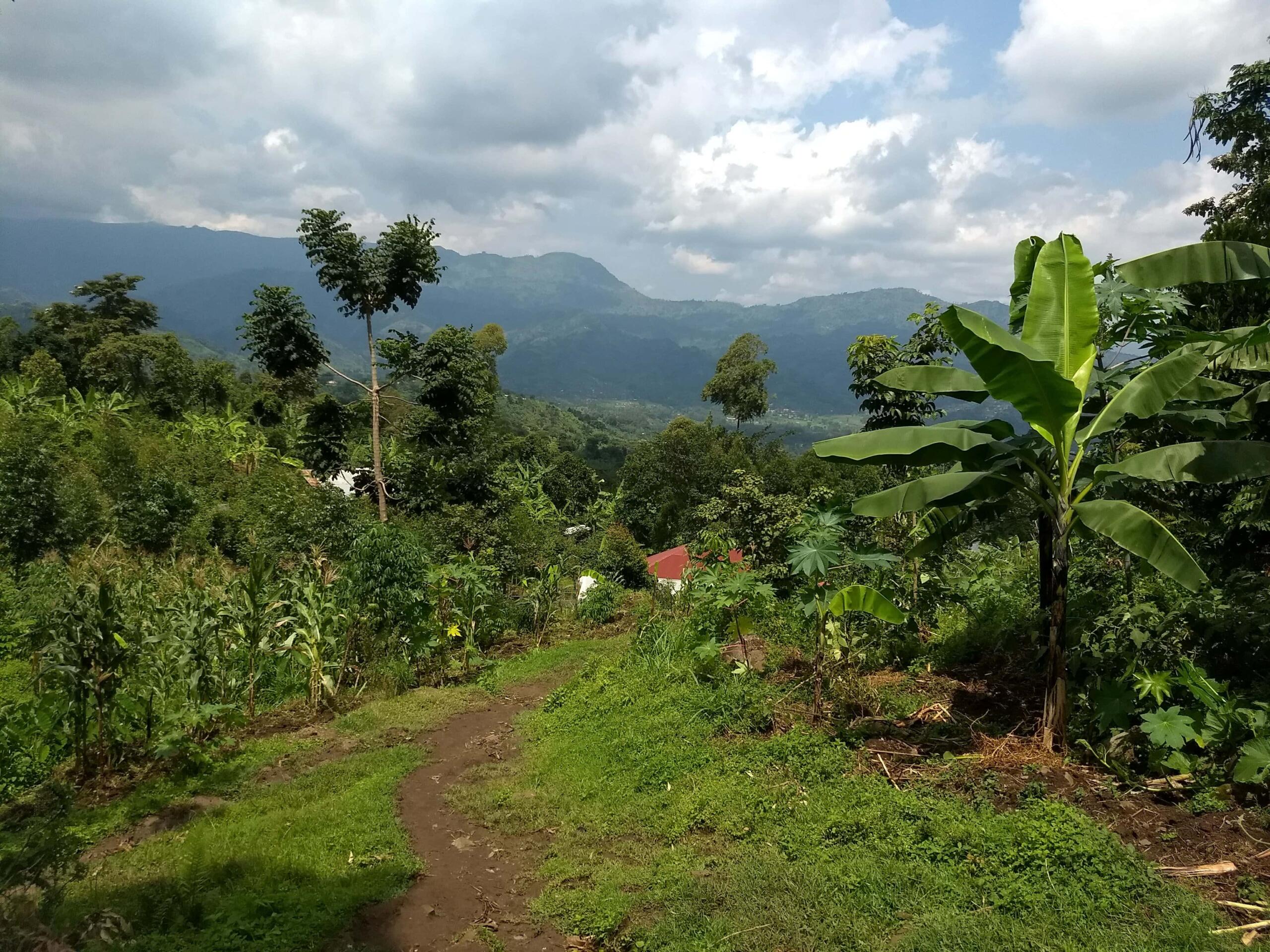 view of coffee farm in uganda
