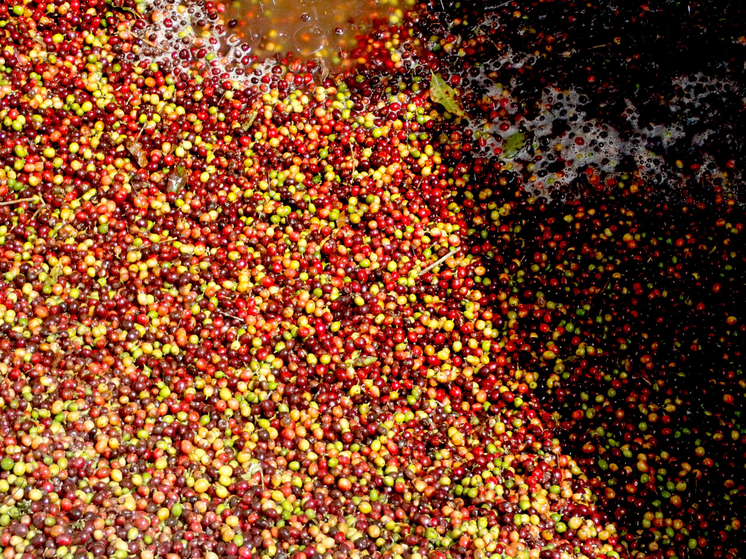 Flotation tanks full of red and yellow coffee cherries at El Carmen in El Salvador 