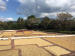 Coffee beans drying on large patios