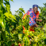 Farmer picking coffee cherries