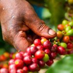 Coffee cherries being picked