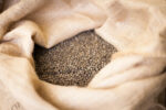 Green coffee beans in a sack