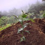 Young coffee plant on mountain side
