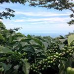 The farm where all day espresso coffee is grown