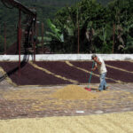 Sweeping coffee cherries on coffee farm
