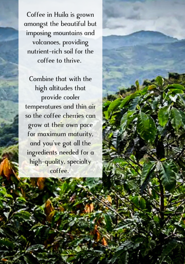 Information about the farm in Huila in Colombia that cultivated Baba-laba-ding-dong from Two Chimps Coffee