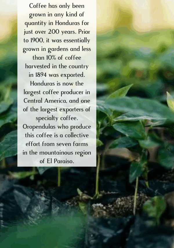 Honduras coffee farm information