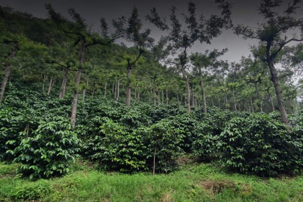 coffee farm in Huehuetenango - Two Chimps Coffee