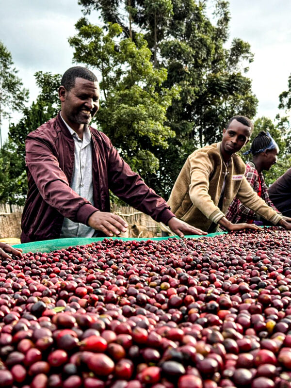 Ethiopian coffee farmers tending to the fresh coffee cherries