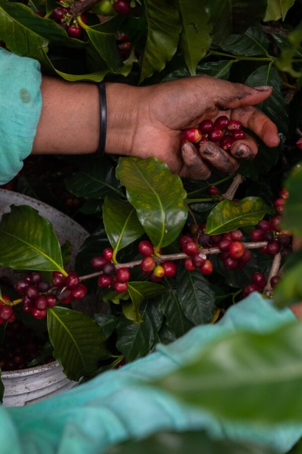 hand picking coffee cherries