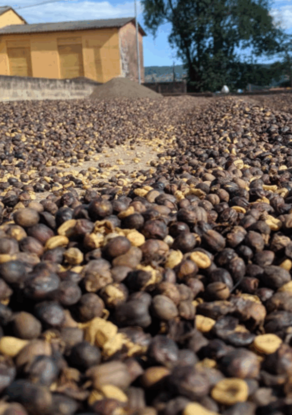 The coffee farm in Cerrado Mineiro in Brazil that cultivated our pink label coffee