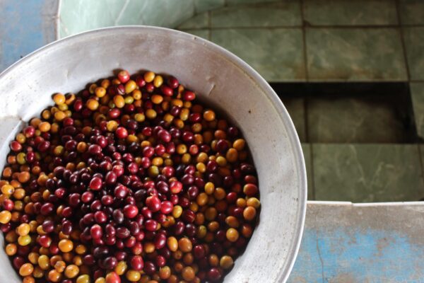 coffee cherries in a bowl