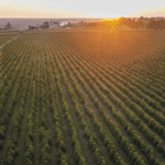 the sun setting over coffee farms