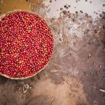 coffee cherries in a bowl
