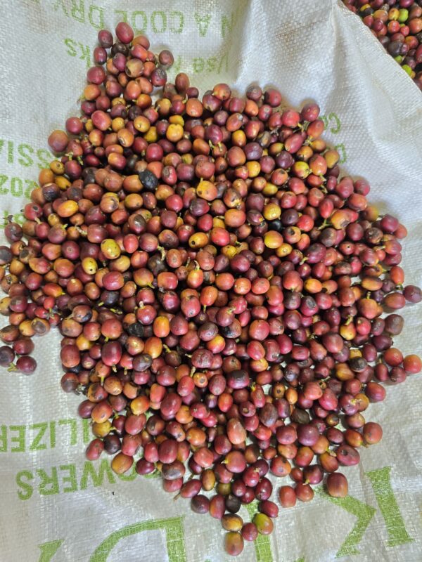 Fresh coffee cherries on a mat at the Lot 20 farm in Kericho County in Kenya