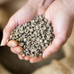 Hands holding green coffee beans