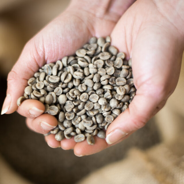 Hands holding green coffee beans