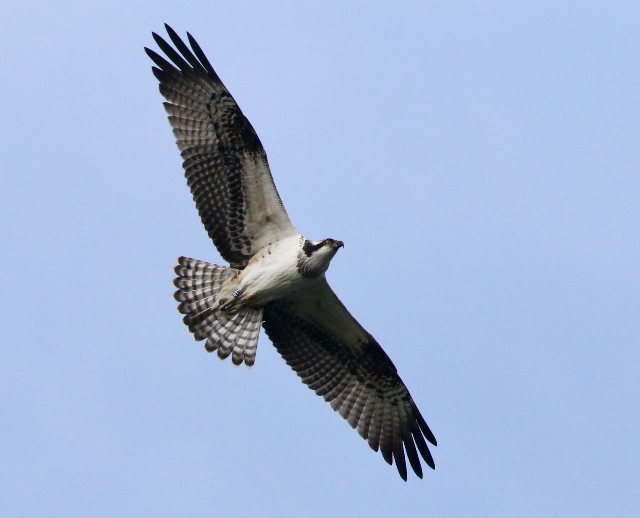 Female osprey leaving for migration