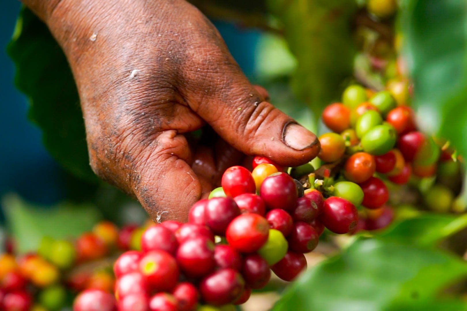 A hand lifting a branch of red speciality coffee cherries