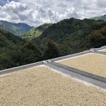 Natural process coffee beans resting on raised beds