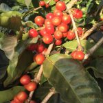 speciality coffee cherries growing on coffee tree