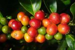 Speciality coffee cherries