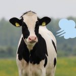 Dairy cow