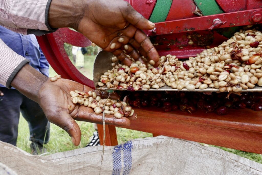 Uganda Beans getting Washed