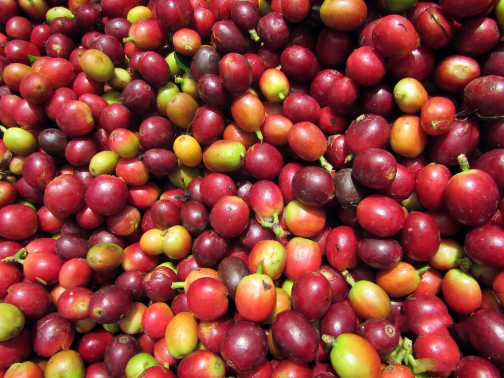 Coffee Cherries