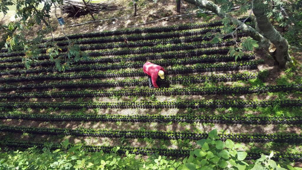 Speciality Coffee Nursery 