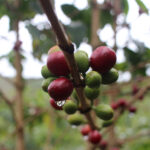 Peru Coffee Cherry