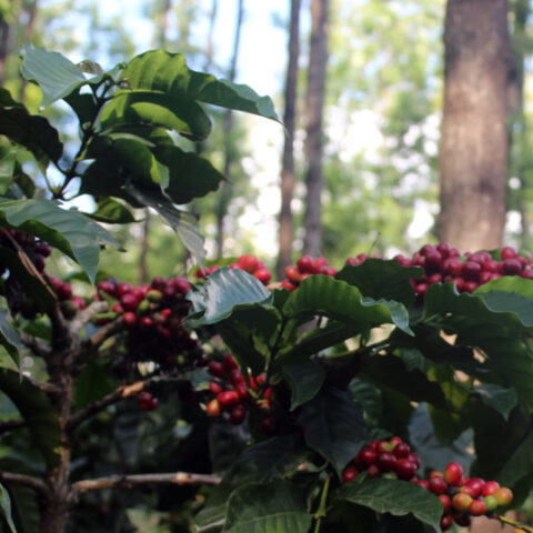 Coffee cherries on the farm at the Ratnagiri Estate in India