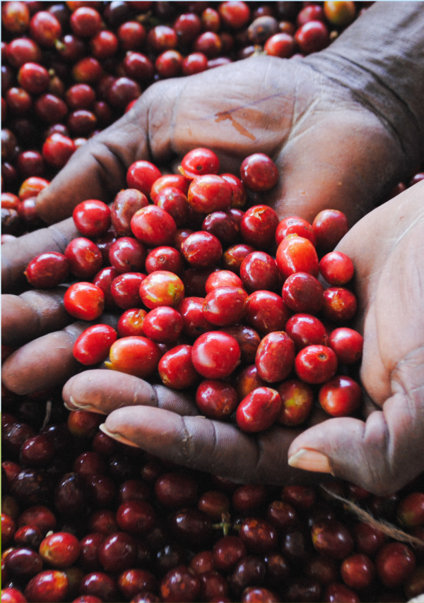 Rwandan coffee cherries in the hands of a farmer