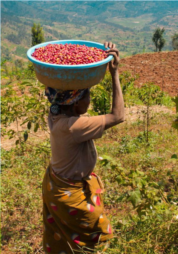 A Rwandan coffee farmer carrying a basket of freshly harvested coffee cherries on her head through the coffee farm